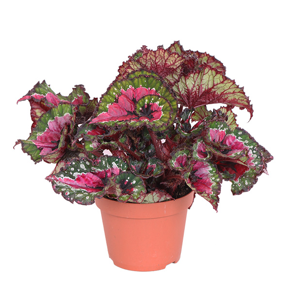 Begonia Rex 'Macarena' (Bladbegonia) - P 12 cm 1 Begonia Rex 'Macarena' (Bladbegonia) - P 12 cm