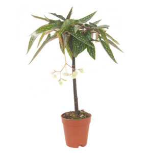 Begonia Tamaya wit - P 9 cm