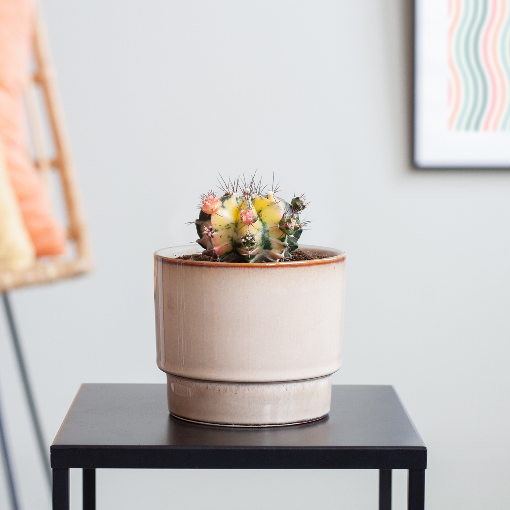 Gymno Variegata Cactus - P6,5 1 Gymno Variegata Cactus - P6,5