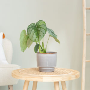 Philodendron Mamei - P12