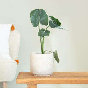 Xanthosoma Monstrosum Variegata - P11