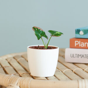 Syngonium Red Spot Tricolor - P6