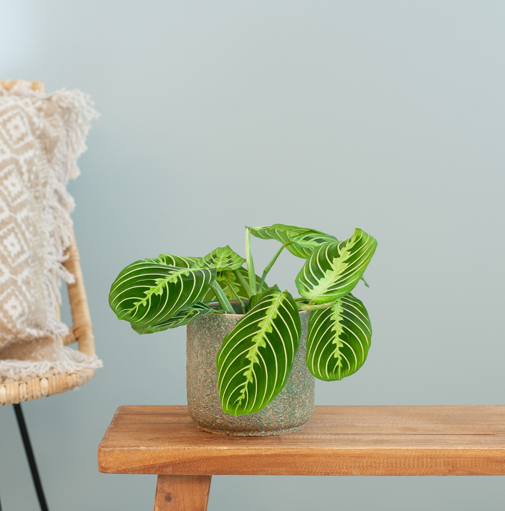 Maranta Lemon Lime - P12 1 Maranta Lemon Lime - P12