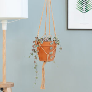 Ceropegia Woodii Variegata - P15