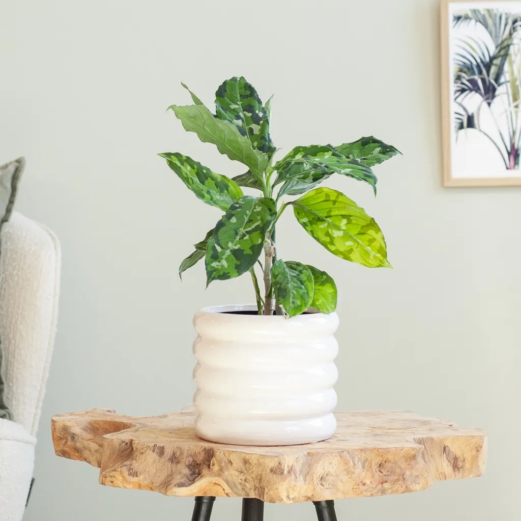 Aglaonema Pictum Tricolor 1 Aglaonema Pictum Tricolor