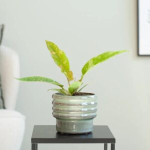 Philodendron Ring of Fire - P12