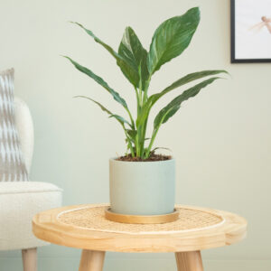 Spathiphyllum Diamond - P12