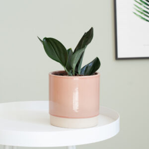 Scindapsus Treubii Dark - P12