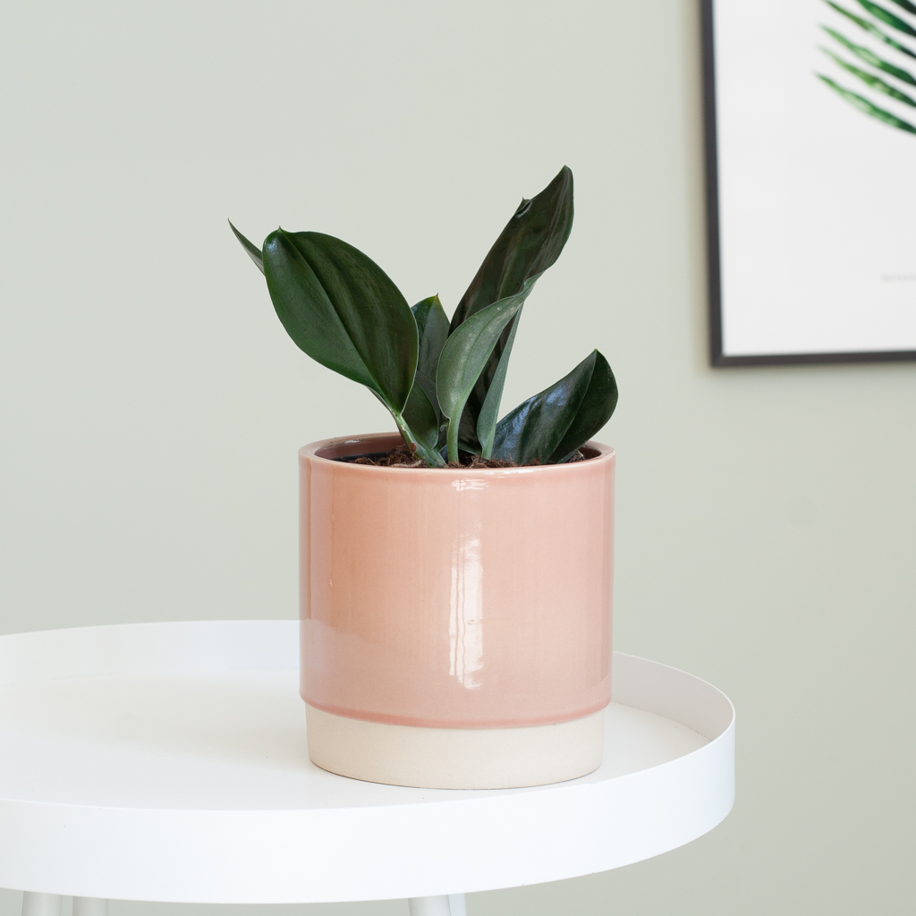 Scindapsus Treubii Dark - P12 1 Scindapsus Treubii Dark - P12