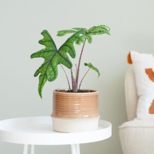 Alocasia Jacklyn - P12