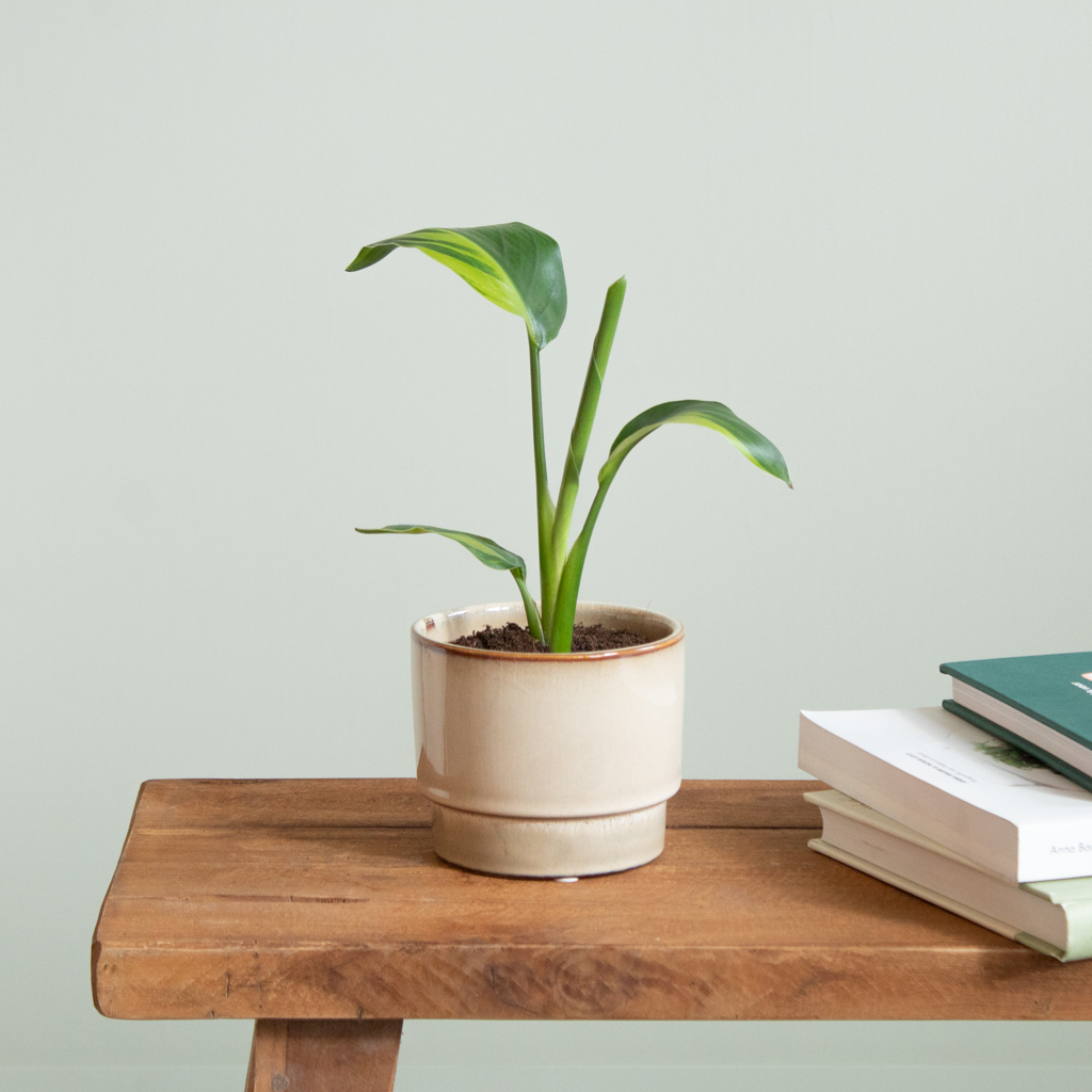 Strelitzia Nicolai Variegata - P9 1 Strelitzia Nicolai Variegata - P9