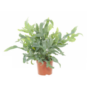 Phlebodium (blauwvaren) - P 12 cm
