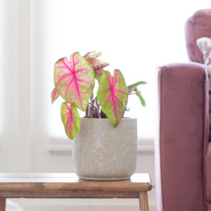 Caladium Brandy - P13