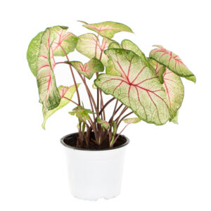 Caladium White Queen - P 15 cm