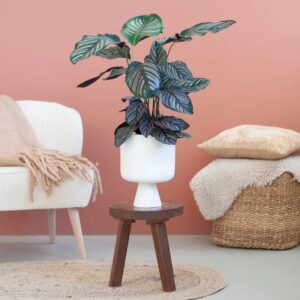 Calathea Ornata - Pauwenplant - P19