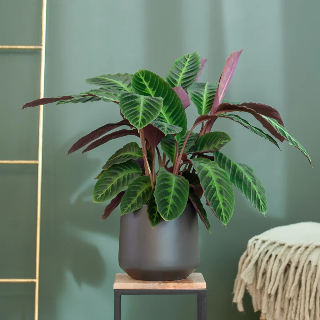 plantje.nl Calathea Pauwenplant, Niet giftige kamerplanten, Kind en huisdiervriendelijke planten, Badkamer plant, Slaapkamer planten, Groene 1 plantje.nl Calathea Pauwenplant, Niet giftige kamerplanten, Kind en huisdiervriendelijke planten, Badkamer plant, Slaapkamer planten, Groene
