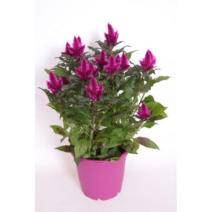 Celosia Caracas P 12 cm