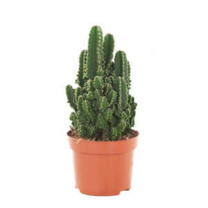 Cereus Peruvianus Florida - P 9 cm