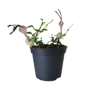 Ceropegia Simoneae - P 8 cm