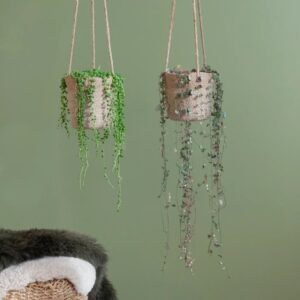 Ceropegia Woodii & Senecio Rowleyanus Duo - P14