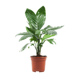 Chamaedorea Metallica (metal palm) - P 14 cm