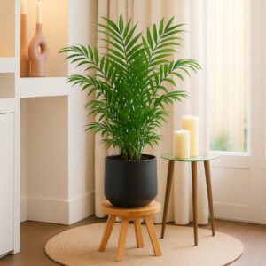 Mexicaanse Dwergpalm (Chamaedorea Elegans) - P21