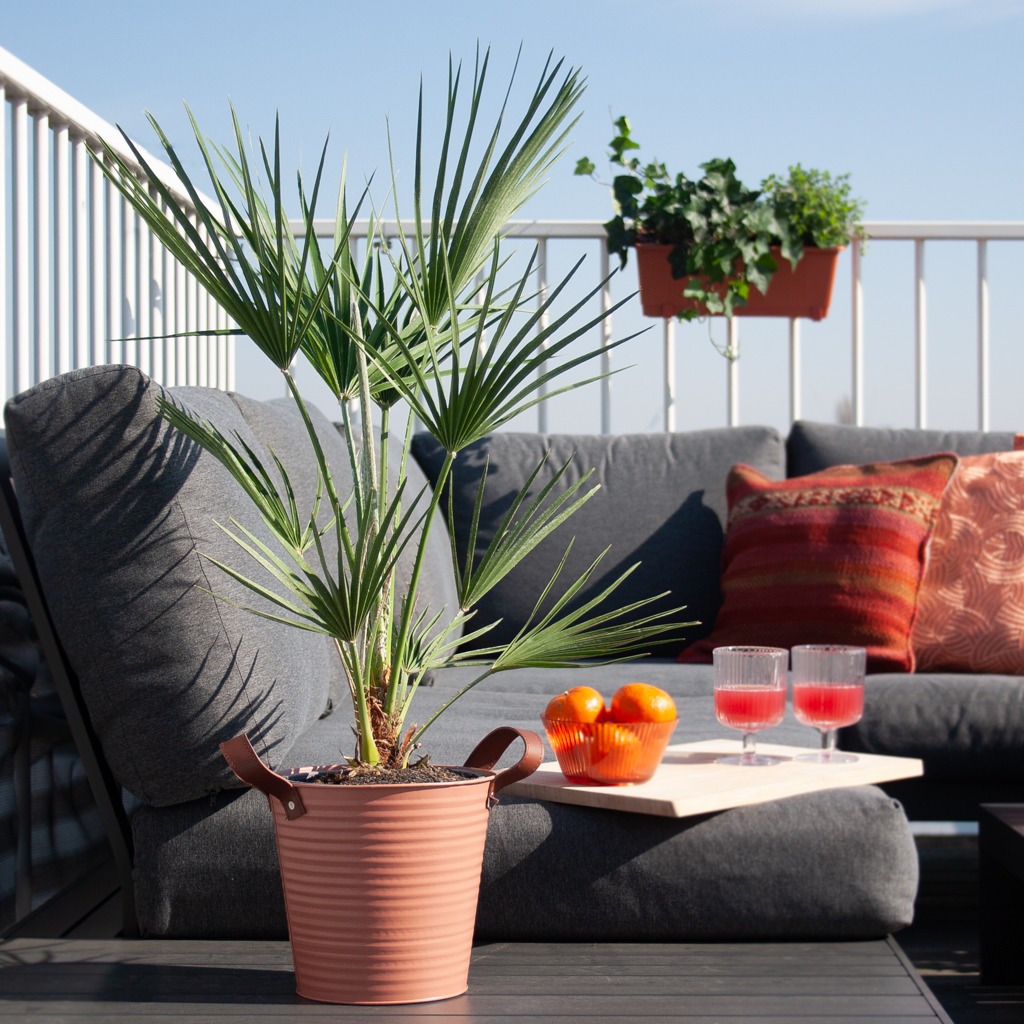 Chamaerops Humilis - Europese Dwergpalm - P18 1 Chamaerops Humilis - Europese Dwergpalm - P18