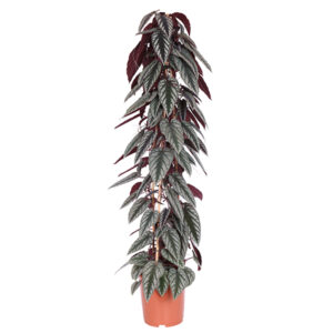 Cissus Discolor (Rex begonia vine) - P 27 cm