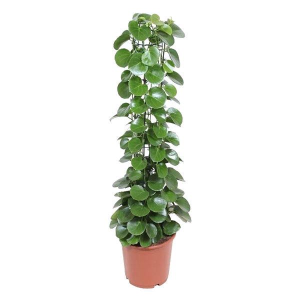 Cissus Rotundifolia (Kamerwingerd) - P27 1 Cissus Rotundifolia (Kamerwingerd) - P27