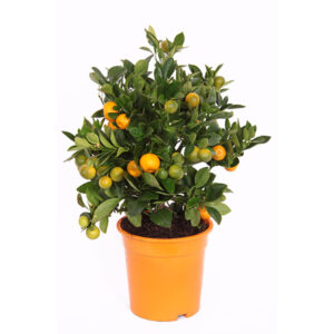 Citrus calamondin - P 19 cm
