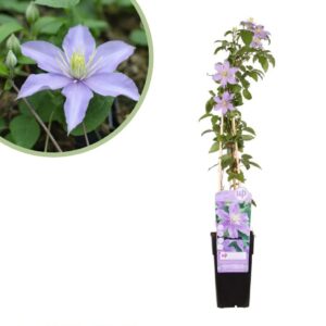 Clematis Justa - Bosrank - P15