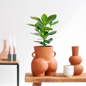 Clusia Rosea Princess - Handtekeningenboom - P12