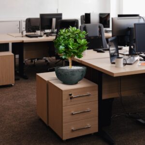 Clusia bol kunstplant 55cm