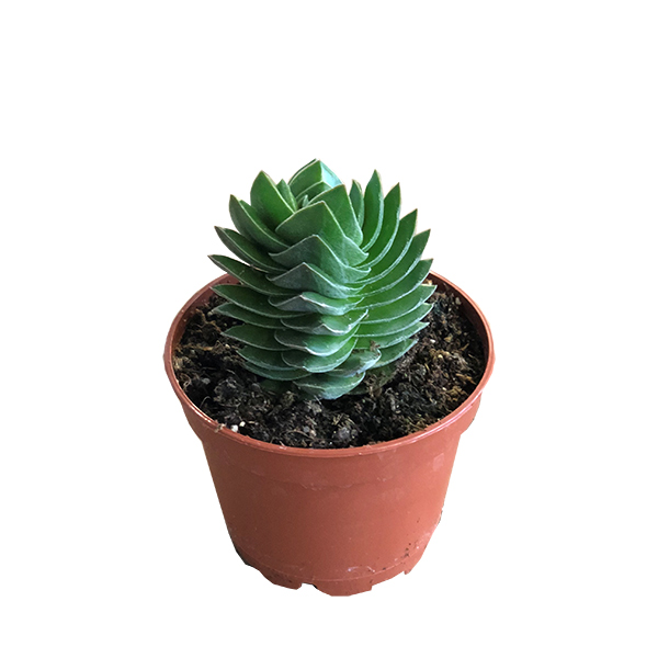 Crassula Buddha's Temple - P 6 cm 1 Crassula Buddha's Temple - P 6 cm