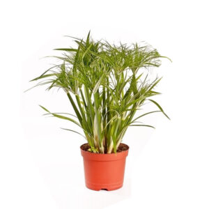 Cyperus Papyrus 'Percamentus' (Parapluplant) P 15 cm