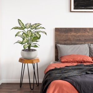 Dieffenbachia Kunstplant 60cm Deluxe