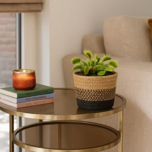 Venus Vliegenval - Dionaea Muscipula - P12