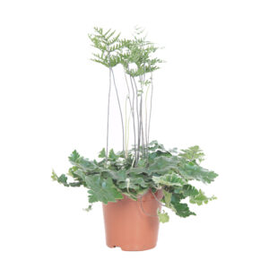 Antennevaren (Doryopteris Cordata) P 12 cm