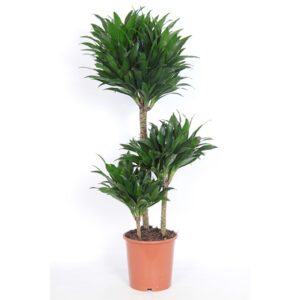 Dracaena compacta P 21 cm