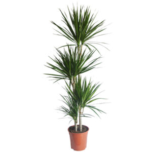 Dracaena Marginata - P 24 cm