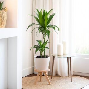 Dracaena 'Janet Craig' (Drakenbloedboom) - P 19 cm