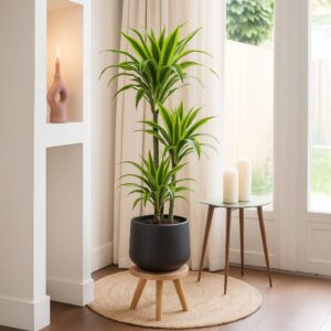 Dracaena 'Lemon Lime' (Drakenbloedboom) - P 21 cm