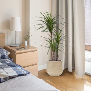 Draceana Marginata Deluxe kunstplant 100cm