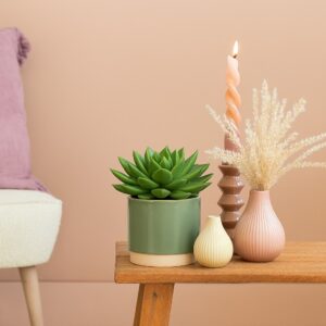 Echeveria Miranda - P 12 cm