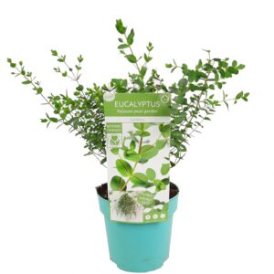 Eucalyptus parvifolia - Gomboom - P17