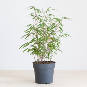 Fargesia Bamboe Jiuzhaigou - P17