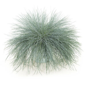 Festuca Intense Blue XL - P 23 cm