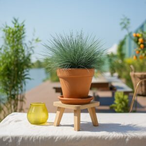 Festuca Glauca Compacta Blue - Blauw Schapengras - P11