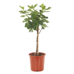 Vijgenboom - Ficus Carica - P17