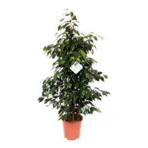 Ficus Danielle P 27 cm